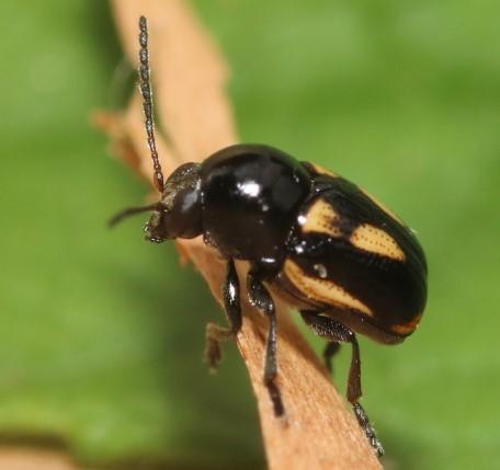 Cryptocephalus vittatus
